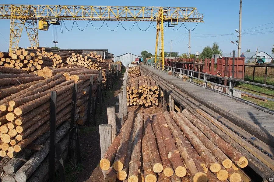 Мораторій без перерви: Україна зберігає ліс від спустошення та готує системні зміни у галузі деревини