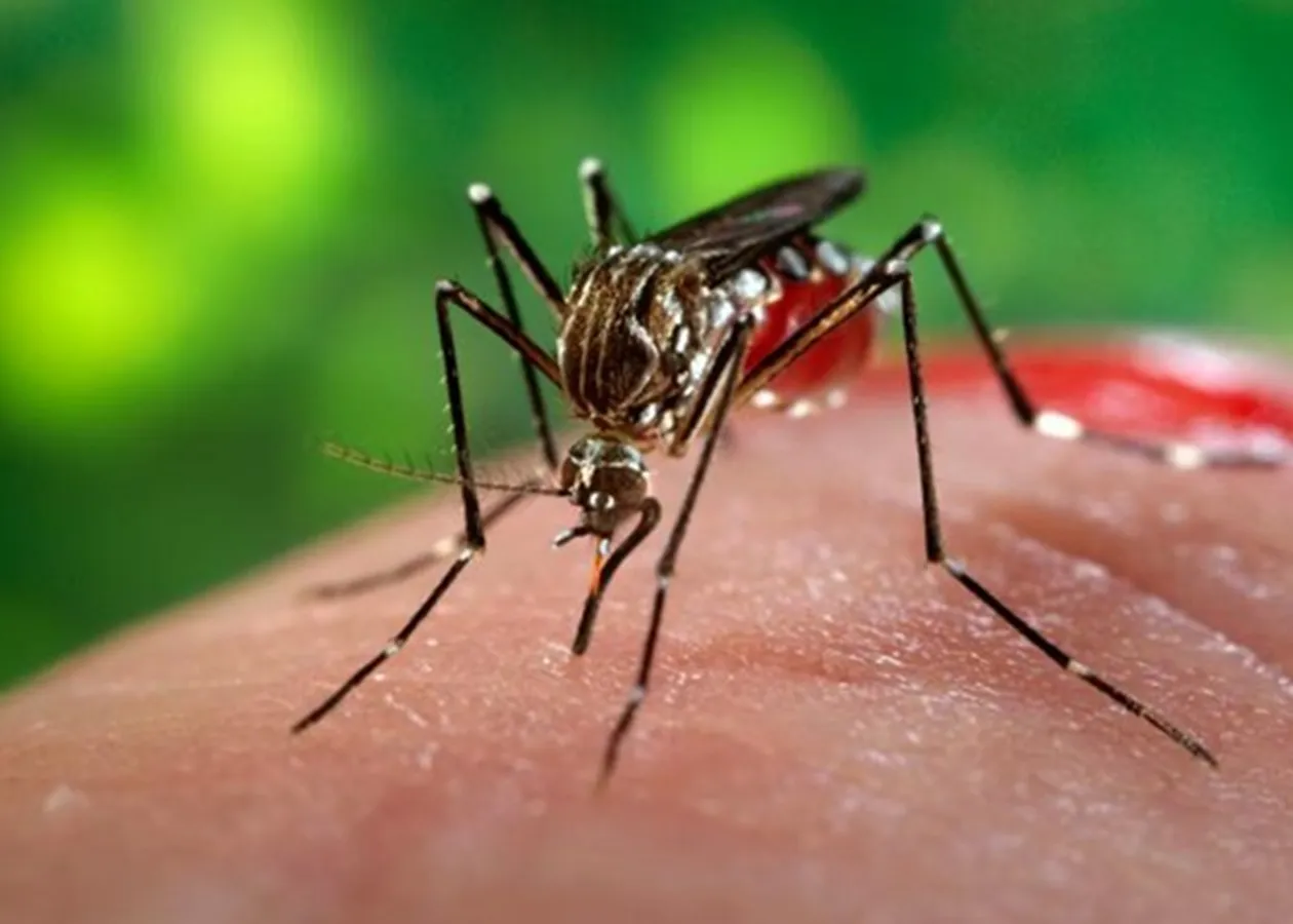 Кліматичні зміни в Україні: нові загрози для екосистеми, здоров’я та сільського господарства