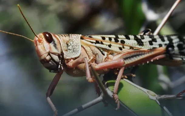 Комахи, гроші і штрафи: як сарана стала джерелом заробітку та об’єктом податкового контролю в Україні