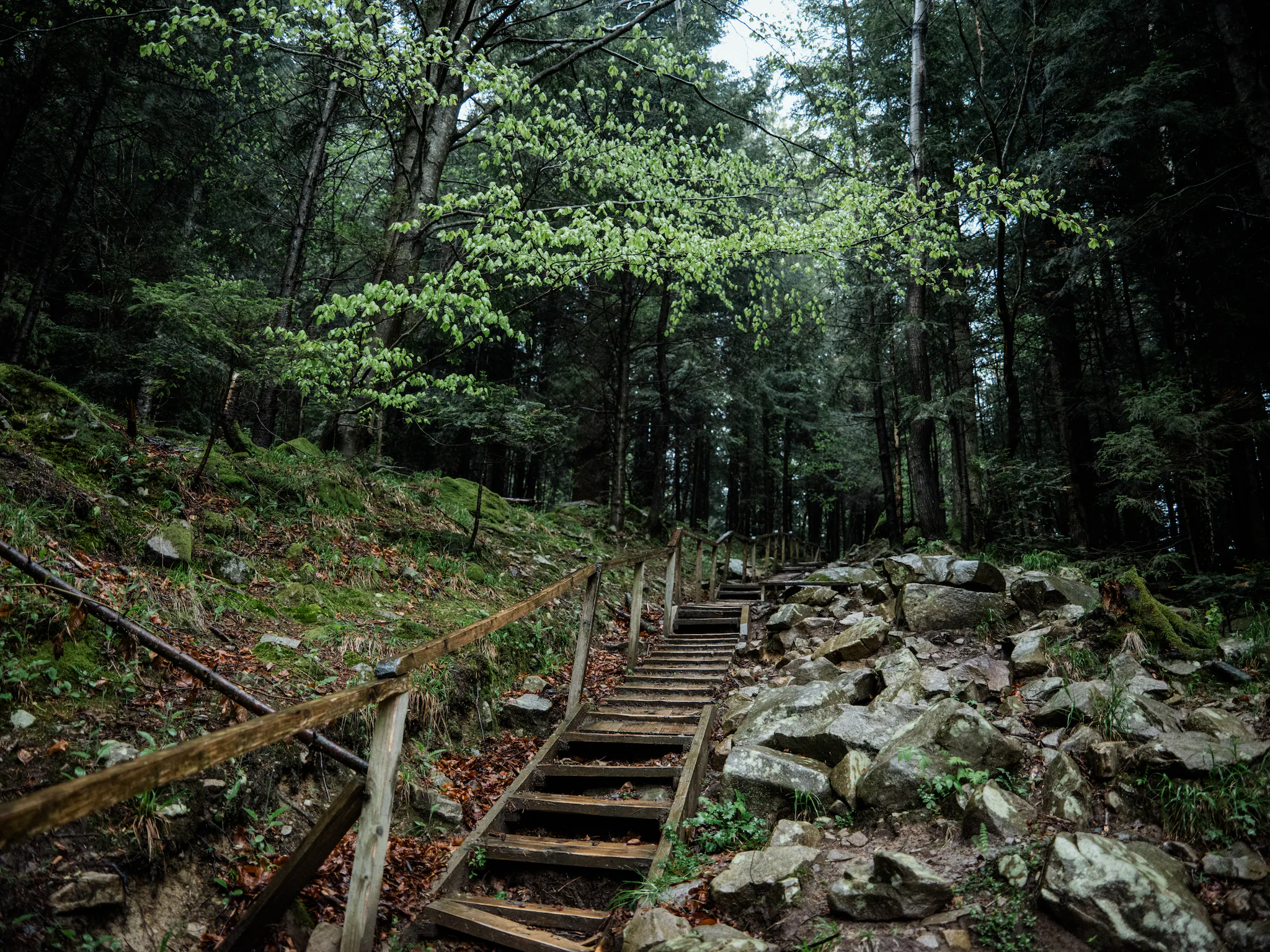 Ветерани й діти знаходять «зелене» відновлення: як парки України лікують війну