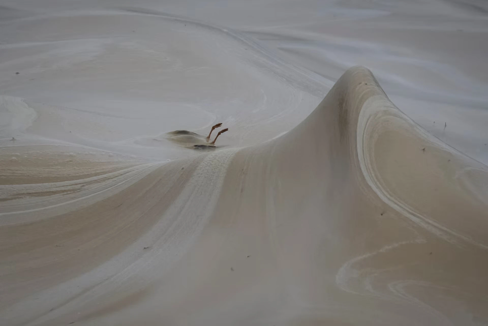 Одеський зоопарк рятує птахів після розливу олії в Чорному морі через обстріли