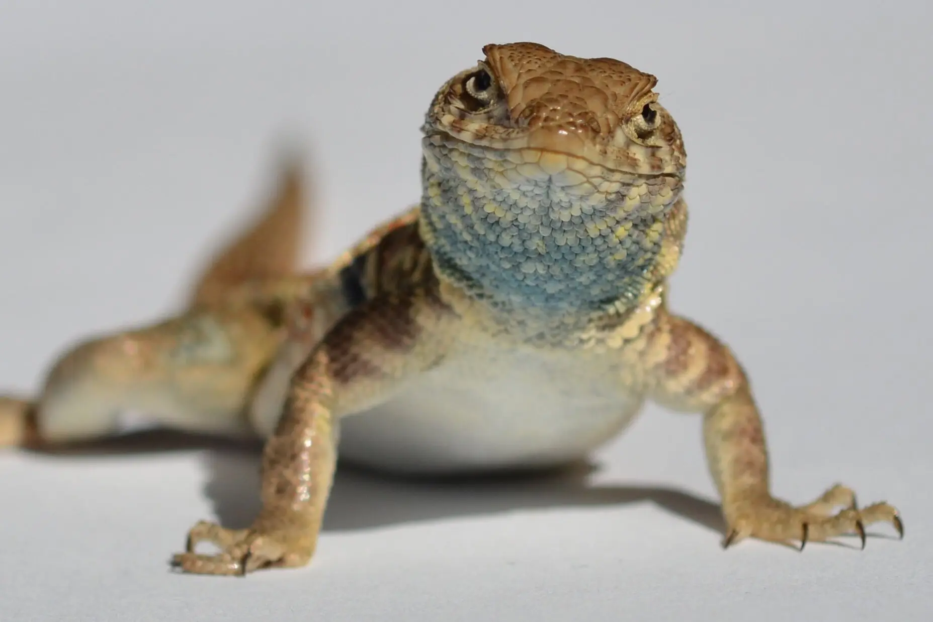 Ящірки грають у «камінь-ножиці-папір»: як гени й тактики тримають баланс