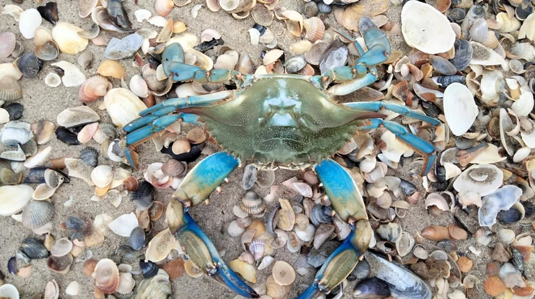 Блакитний гість з Атлантики: у Тузлівських лиманах зафіксували небезпечного краба, що змінює екосистему Чорного моря