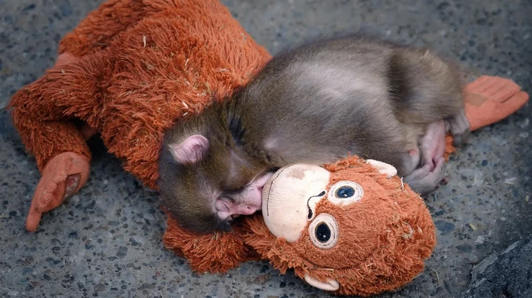 Макака Панч із плюшевим другом: історія самотнього малюка з Японії, який вчиться довіряти світу