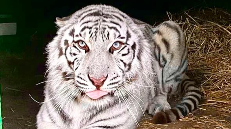 Врятований на Харківщині білий тигр Алекс після місяців боротьби за життя знайшов нову домівку у британському заповіднику