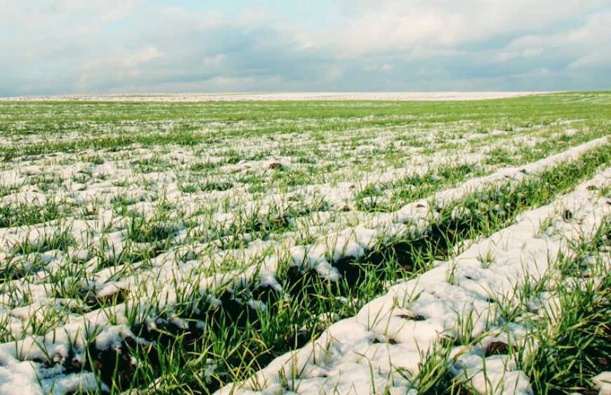 Погодні «гойдалки» вдарили по озимих: у шести областях України можливий масштабний пересів посівів