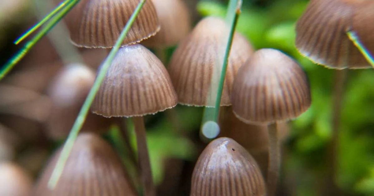 Псилоцибін проти нікотинової залежності: як «магічні гриби» можуть допомогти людям остаточно кинути курити